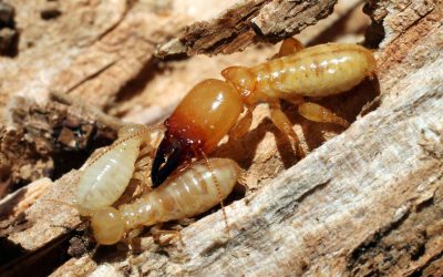 termite-control-in-ajman-scaled
